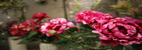 Series_Two